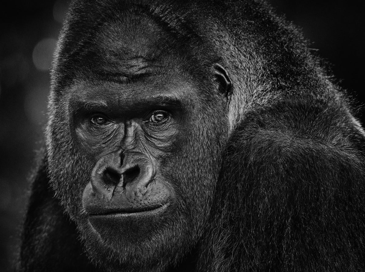 MY DEAR WATSON – Scapegoatgallery